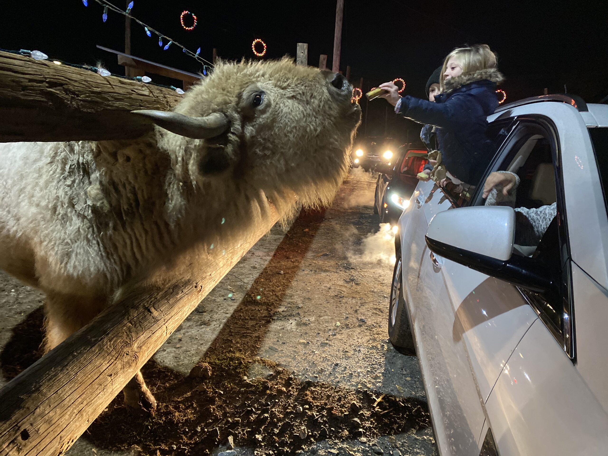 Children feed white bison